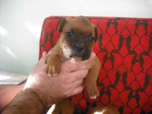 Boxer German