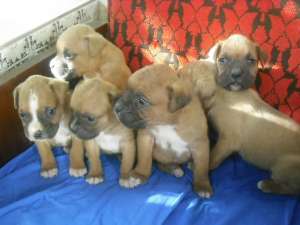 Boxer German