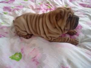 exemplare superbe sharpei