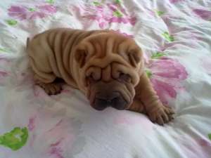 exemplare superbe sharpei