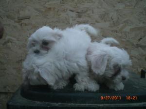 Vanzare pui bichon maltese