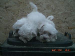 Vanzare pui bichon maltese