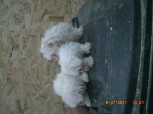 Vanzare pui bichon maltese