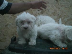 Vanzare pui bichon maltese