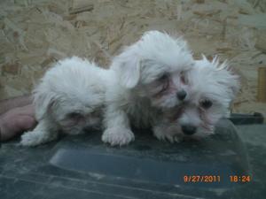 Vanzare pui bichon maltese