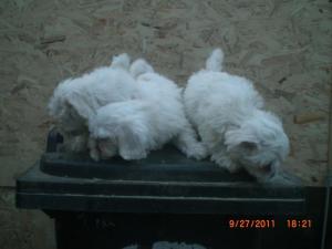 Vanzare pui bichon maltese
