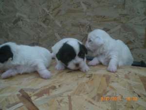 pui rasa shih-tzu -pret PROMOTIONAL