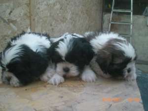 pui rasa shih-tzu -pret PROMOTIONAL