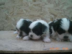 pui rasa shih-tzu -pret PROMOTIONAL