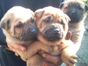 sharpei de vanzare