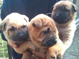 sharpei de vanzare