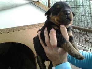 vand pui rotweiller