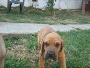 Fila Brasileiro