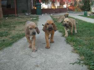 Fila Brasileiro