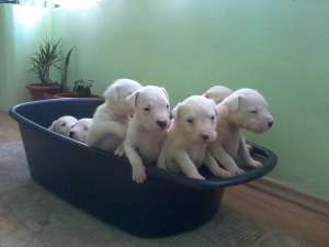 vand pui dog argentinian cu pedigree