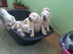 vand pui dog argentinian cu pedigree