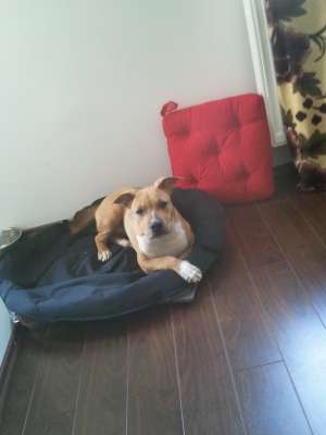 Vand Pui Amstaff Femela