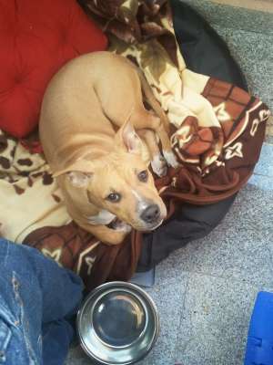 Vand Pui Amstaff Femela