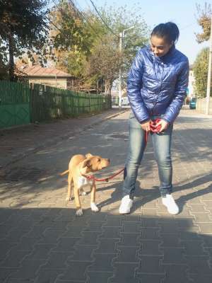 Vand Pui Amstaff Femela