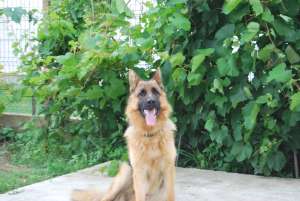 Ofer CIOBANESC GERMAN CU PEDIGREE pentru Monta