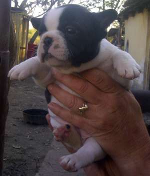 Bulldog Francez femele