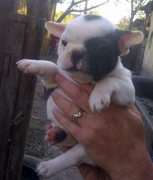 Bulldog Francez femele