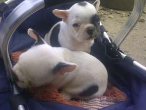 Bulldog Francez femele