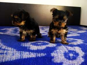 Yorkshire terrier mascul si femela