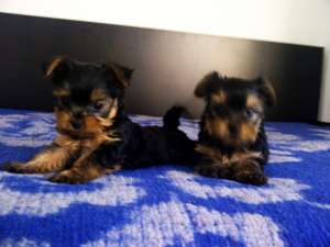 Yorkshire terrier mascul si femela