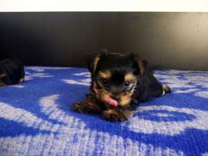 Yorkshire terrier mascul si femela