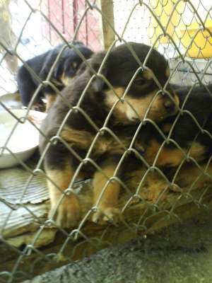 Vand pui rottweiler