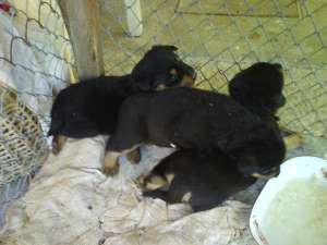 Vand pui rottweiler