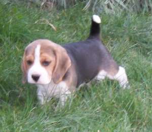 pui beagle cu pedigree tip a, .