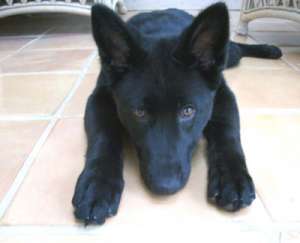 vand ciobenesc german negru