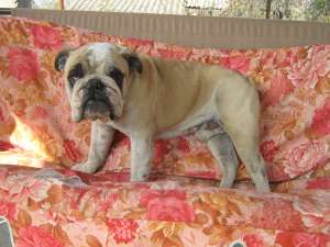 vand bulldog englez