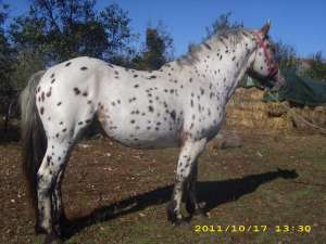 vand armasar appaloosa 4 ani