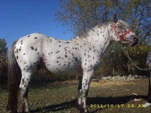 vand armasar appaloosa 4 ani