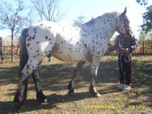 vand armasar appaloosa 4 ani