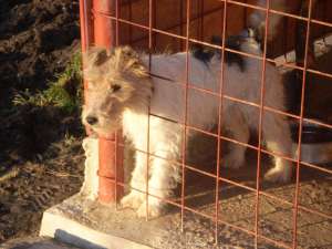 vand 2 femele;una fox terrier , shi una de airedal  terrier