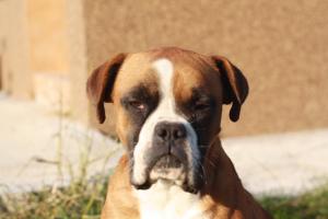 boxer monta