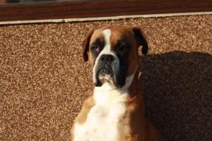 boxer monta