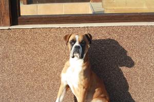 boxer monta