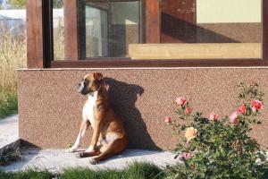 boxer monta