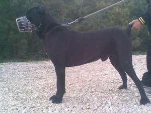 Cane Corso Impresionant
