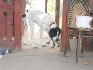 Vand English pointer