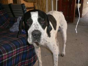 Vand English pointer