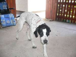 Vand English pointer