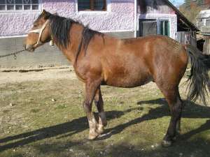 Vand o pereche de cai