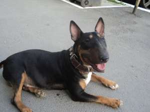 monta bull terrier mascul