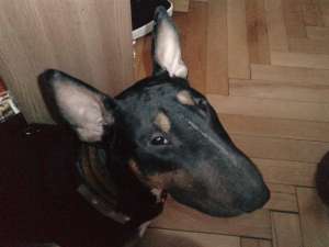 monta bull terrier mascul